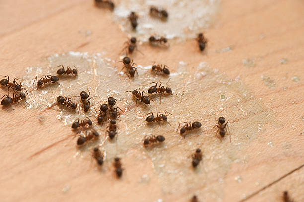 Best Mosquito Control Services  in Locust Fork, AL