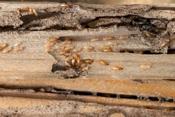 Best Pest Control for Homes  in Locust Fork, AL