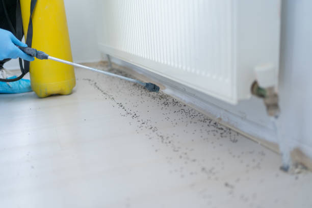 Best Pest Prevention Services  in Locust Fork, AL